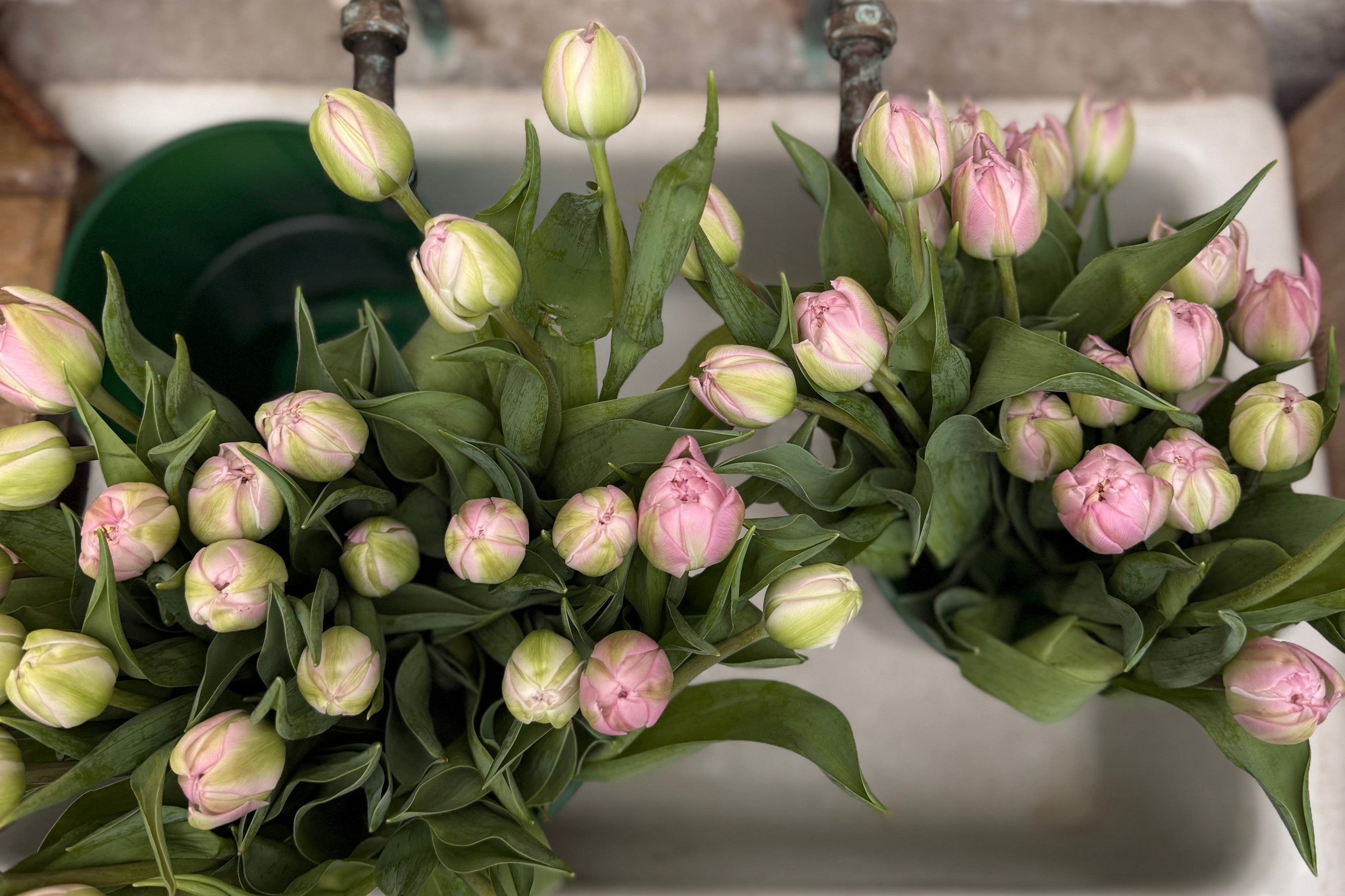 Bouquet of pink and green tulips in a sink with vintage-style faucets.